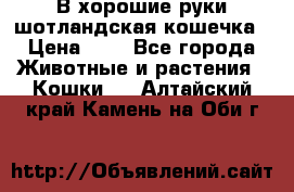 В хорошие руки шотландская кошечка › Цена ­ 7 - Все города Животные и растения » Кошки   . Алтайский край,Камень-на-Оби г.